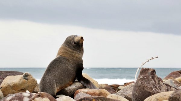 New Zealand Fur seal