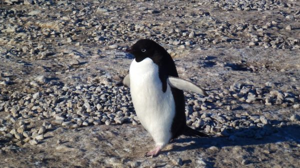 Work In antarctica