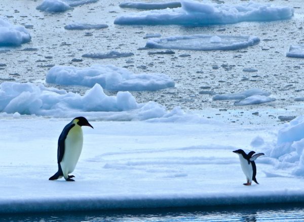 work in antarctica