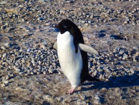 Work in Antarctica