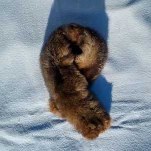 Brown Scarf