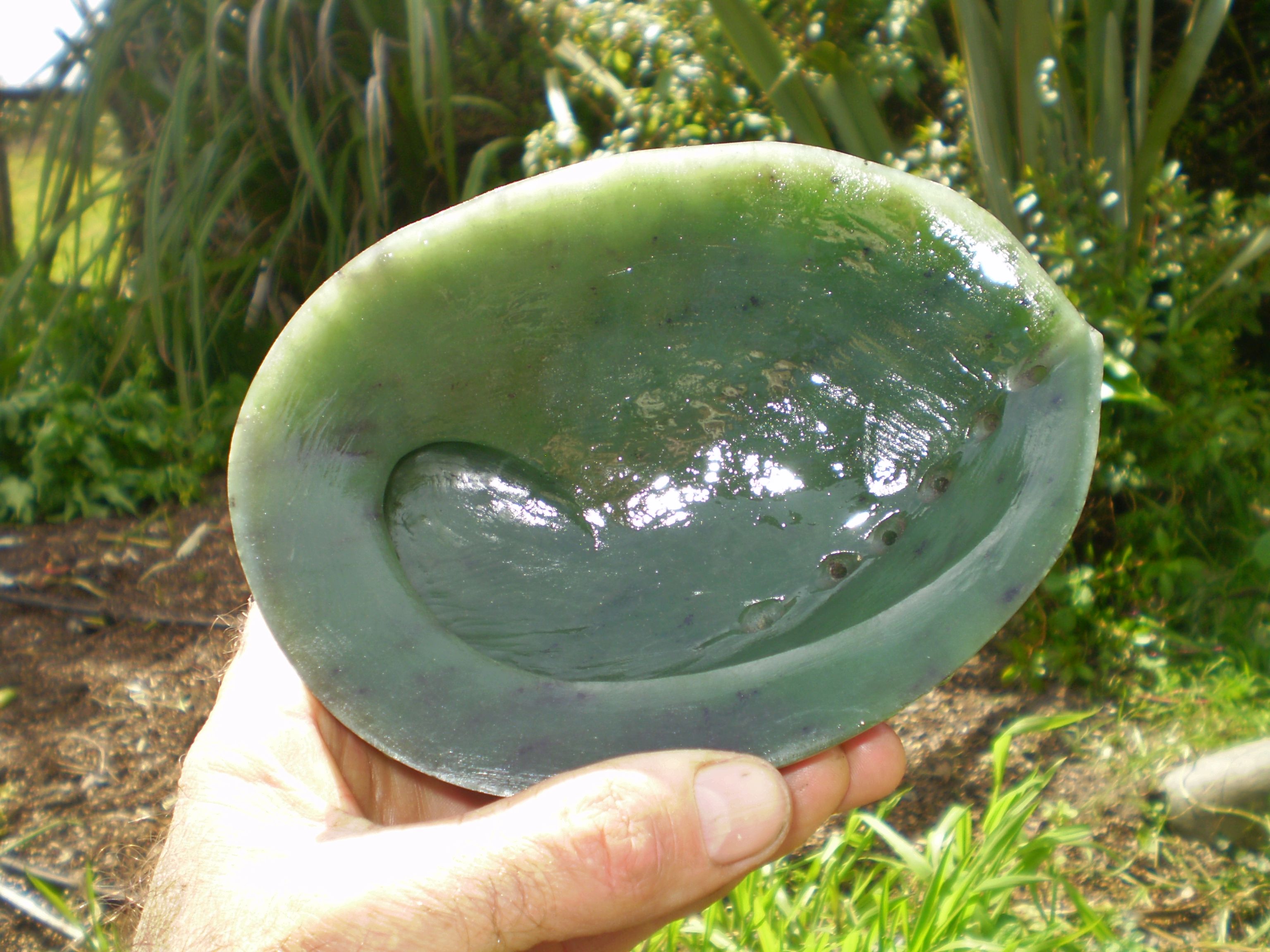 Paua Shell